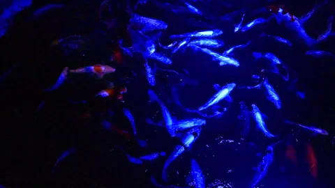Koi Pond Illuminated Stock Footage 286398201