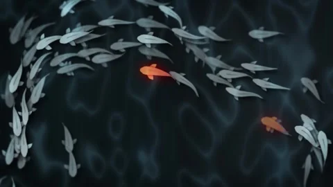 Koi pond, koi carp Stock Footage 277975217