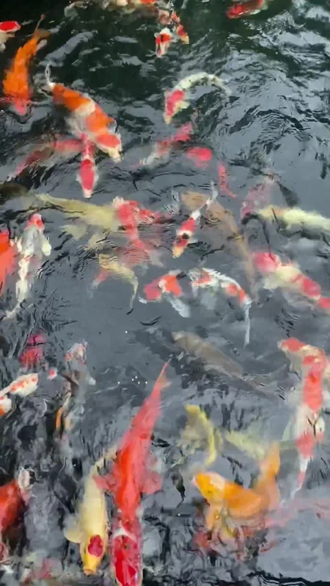 Koi pond natural Stockbeeldmateriaal 309953083