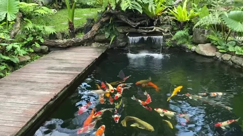 Koi pond natural Stock Footage 310040144
