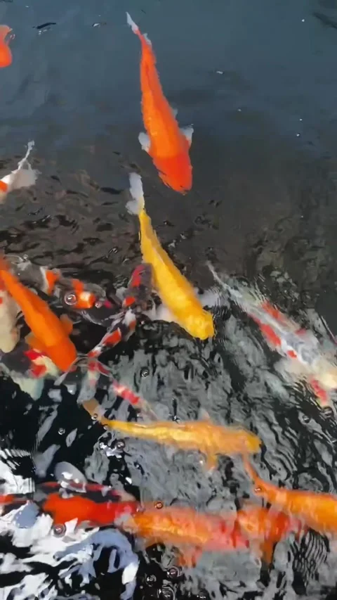 Koi pond natural Stockbeeldmateriaal 310041940