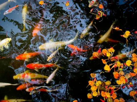 Koi in pond Stock Photos