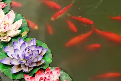 Koi in pond Stock Photos