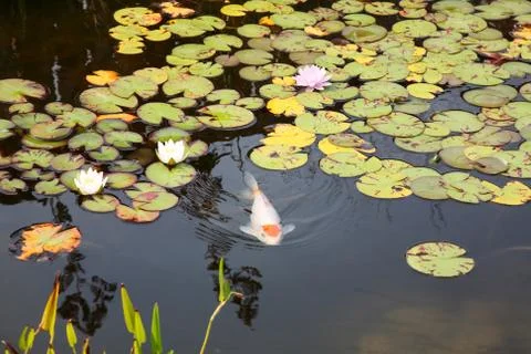 Koi pond Stock Photos