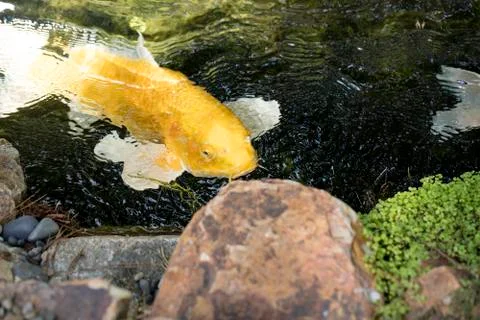 Koi Pond Stock Photos