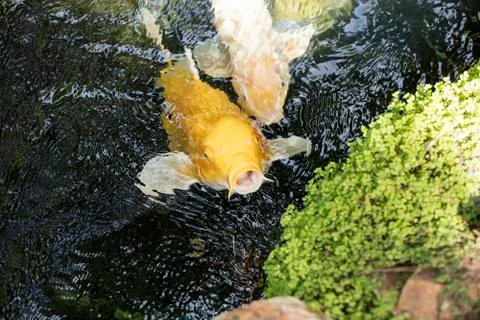 Koi Pond Stock Photos