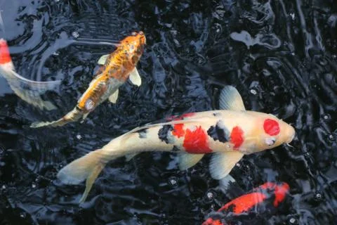 Koi in the pond Stock Photos