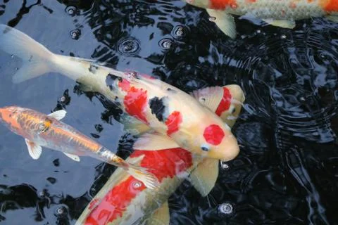 Koi in the pond Stock Photos