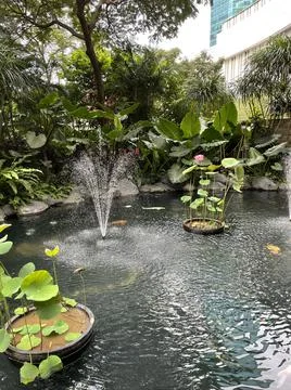 Koi pond Stock Photos