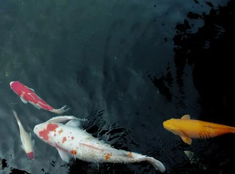 Koi pond Photos