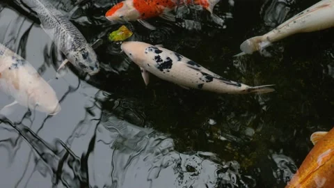 Koi pond with reflection Stock Footage 136026941
