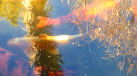 Koi Pond Reflections Video stock 36722975