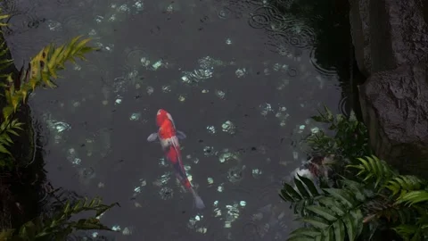 Koi Pond At Senso-Ji Temple In Tokyo, Japan Stock Footage 159153298