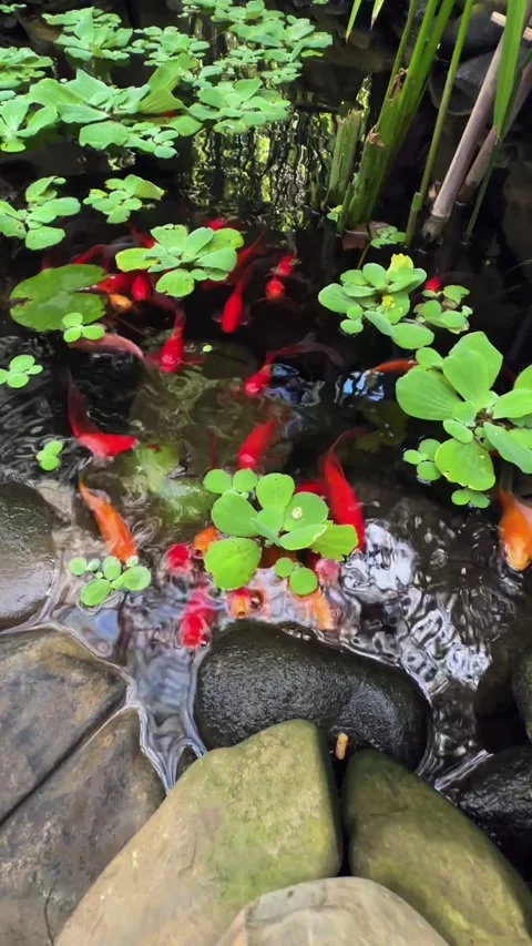 Koi Pond Tranquility Stock Footage 269183021