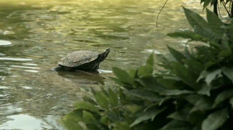 Koi Pond with Turle 04 Stock Footage 41539987