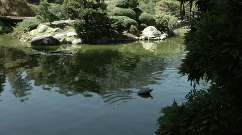 Koi Pond with Turtle 01 Stock Footage 41540277
