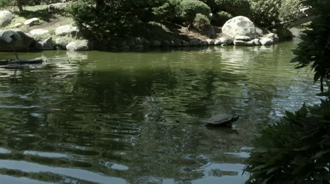 Koi Pond with Turtle 02 Stock Footage 41540547