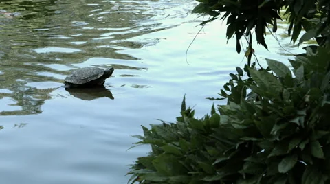 Koi Pond with Turtle 03 Stock Footage 41540724