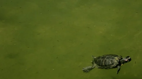 Koi Pond with Turtle hanging out Stock Footage 41540919