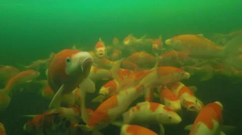 Koi pond underwater video Video stock 40605022