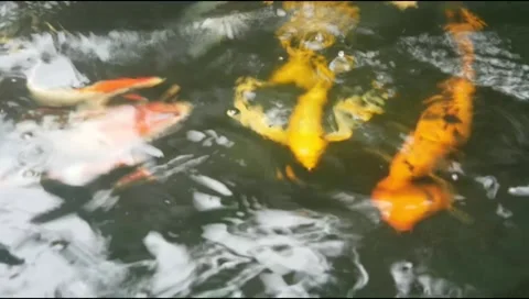 Koi pond water moves in waves Stock Footage 310238033