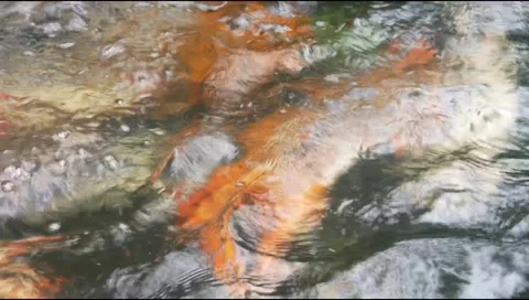 Koi pond water moves in waves Stock Footage 310238040