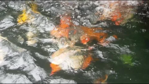 Koi pond water moves in waves Stock Footage 310238043