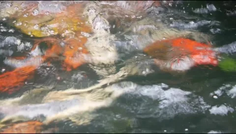 Koi pond water moves in waves Stock Footage 310238064