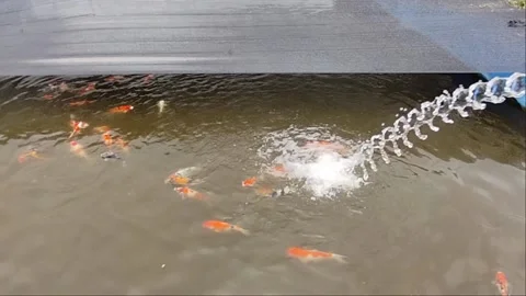 Koi ponds Stock Footage 234206430