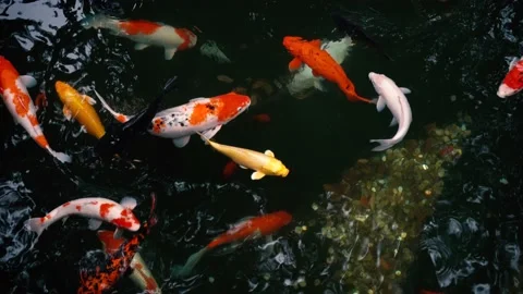 Koi in the pool Video stock 142850124