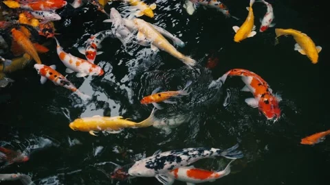 Koi in the pool Stock Footage 142850126