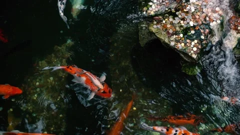 Koi in the pool Video stock 142850186