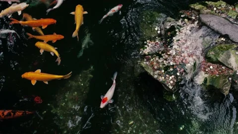 Koi in the pool Video stock 142850198