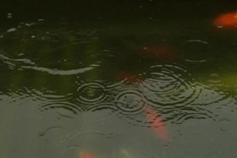 Koi Pool in the Rain 1 Stock Footage 277581