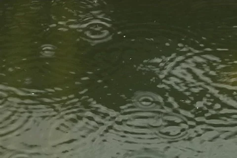 Koi Pool in the Rain Close Up Stock Footage 277584