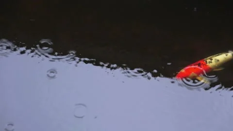 Koi Rain Stock Footage 147632475