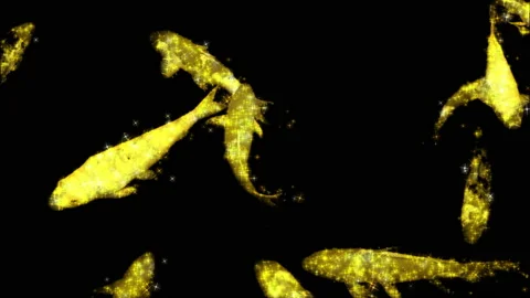 Koi RGB Alpha Stock Footage 234122487