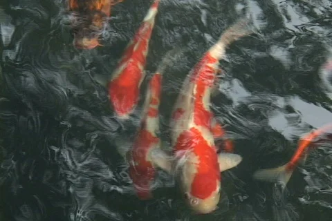Koi roll focus 2 Stock Footage 152318