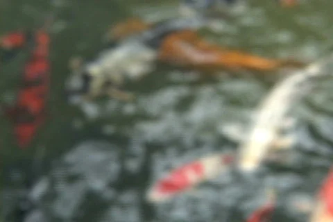 Koi roll focus Stock Footage 152329