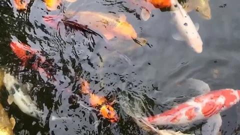 Koi in Slow Motion 1 Stock Footage 84243339