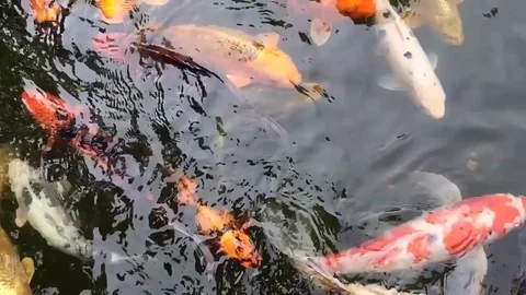 Koi in Slow Motion 2 Stock Footage 84243457
