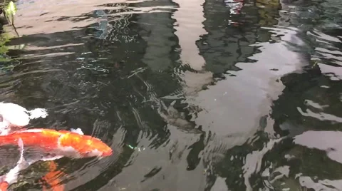 Koi slow motion in pond Video stock 68489400
