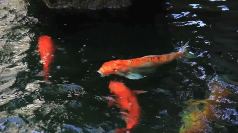 Koi Swim in Stream 스톡 동영상 37842368
