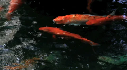 Koi Swim in Stream 스톡 동영상 37842669