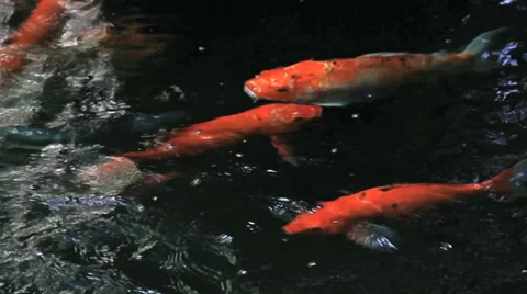 Koi Swim in Stream 스톡 동영상 37842845