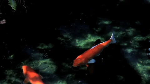 Koi Swim in Stream 스톡 동영상 37842920