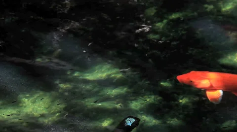 Koi Swim in Stream 스톡 동영상 37843119