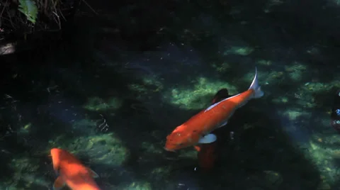 Koi Swim in Stream 스톡 동영상 37843262