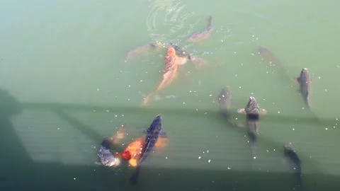 Koi swimming Video stock 170169051