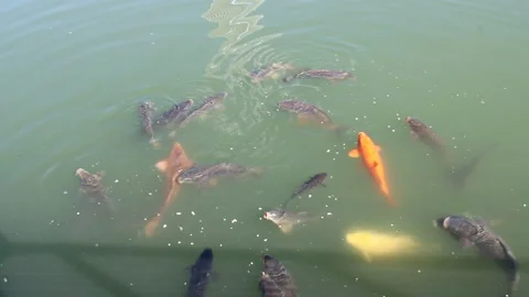 Koi swimming Video stock 170169078